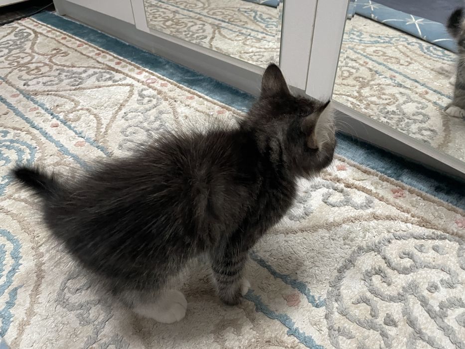 Котенок девочка хорошие руки