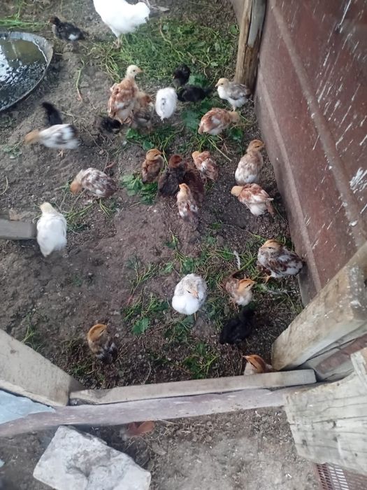 Продам домашних цеплят