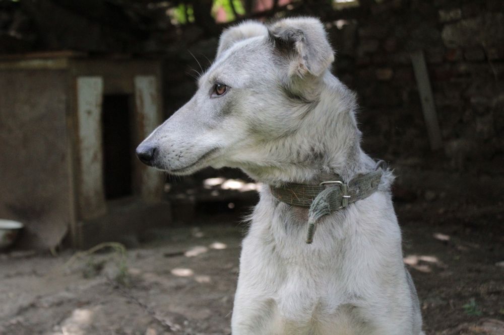 Срочно Отдам в добрые руки