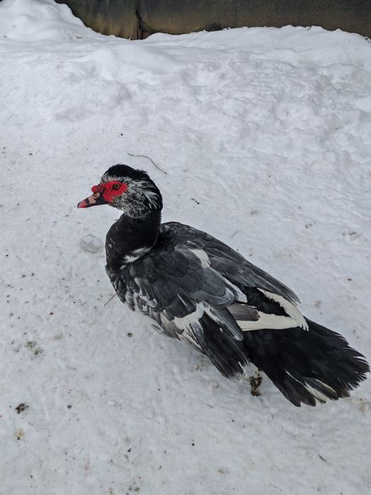 Vând rațe mute ...