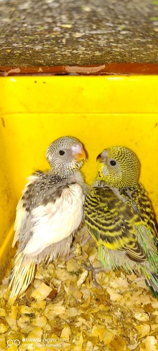 Вълнисти папагалчета