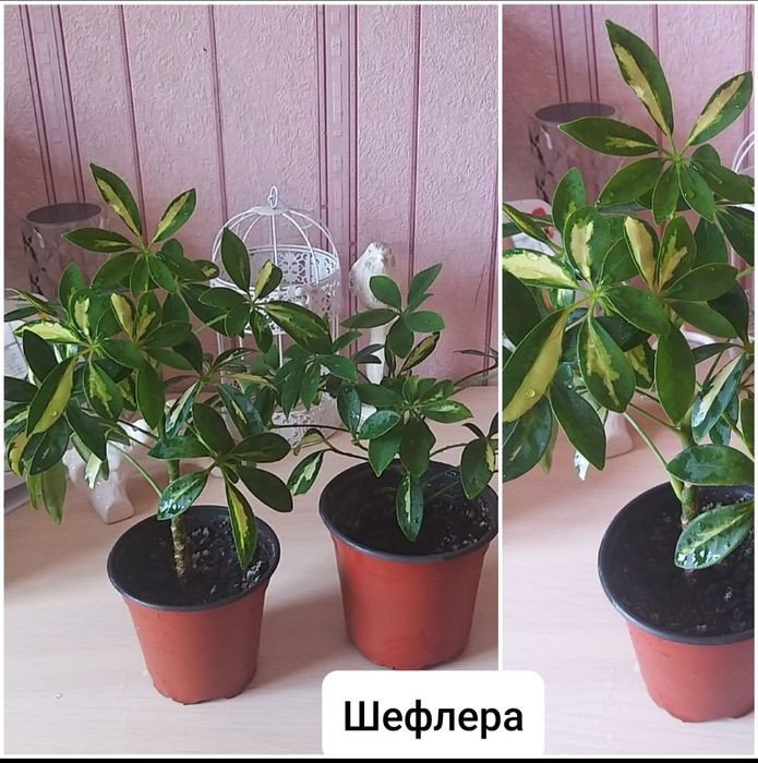 Комнатные цветы.Замиокулькас.