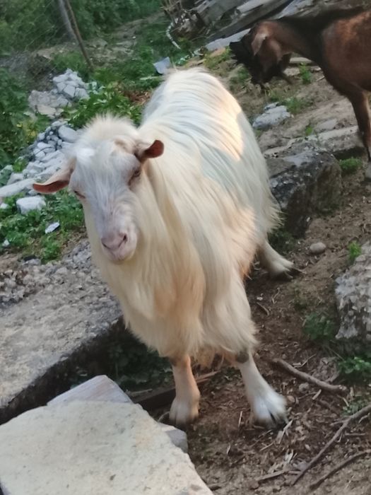 Cositoare cu lama și capre