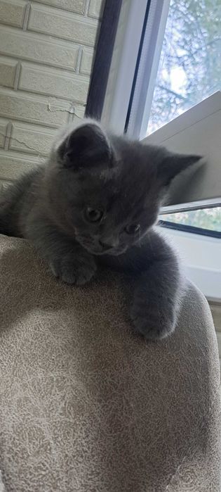 Кошки скоттиш фолд