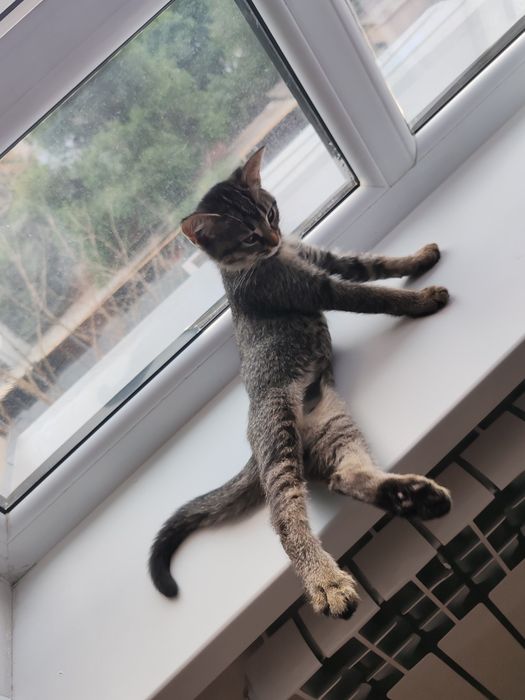 Отдам котенка в добрые руки