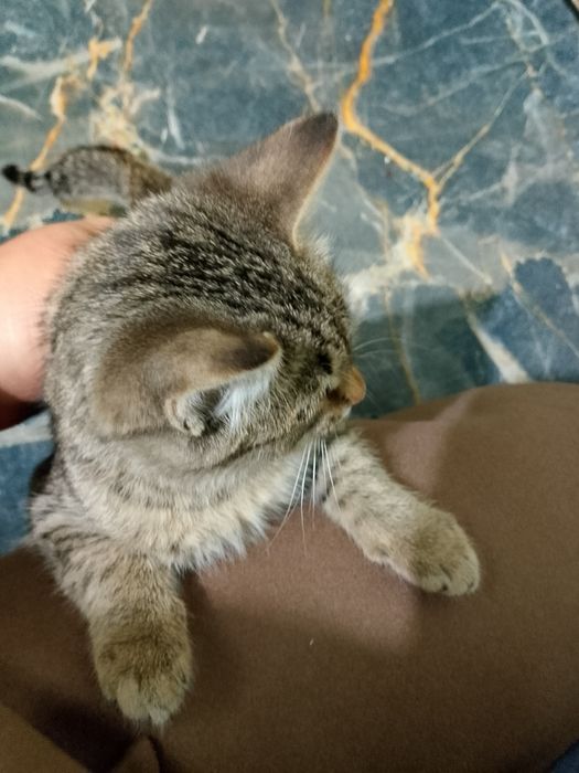 Животные домашние