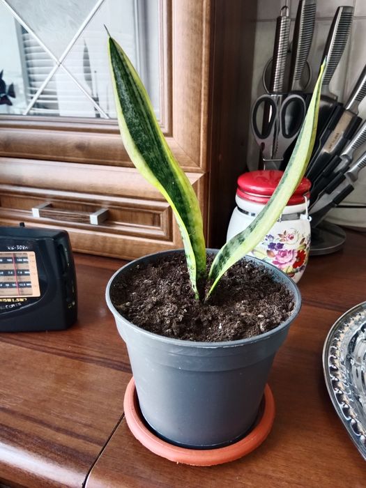 Продам домашние цветы