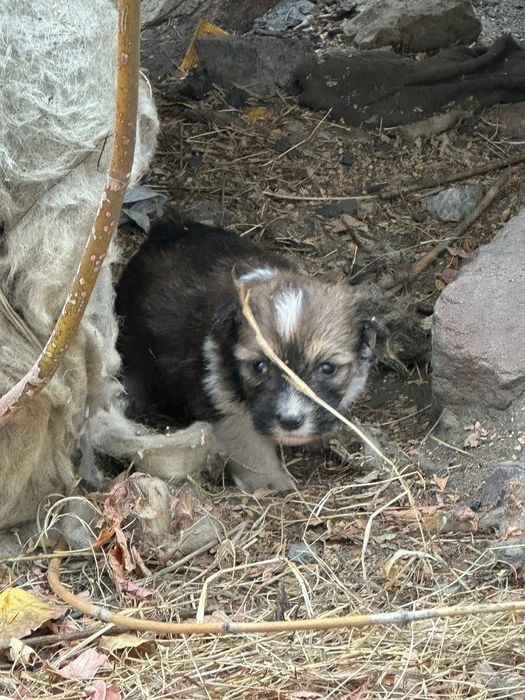 Отдадим даром щенков!!!