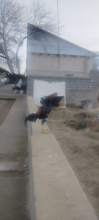 Продаётся дакан бойцовый шөже 6-месяцев