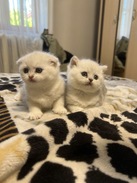 Британский серебристый шиншилла