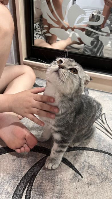 Котенок Скоттиш Фолд