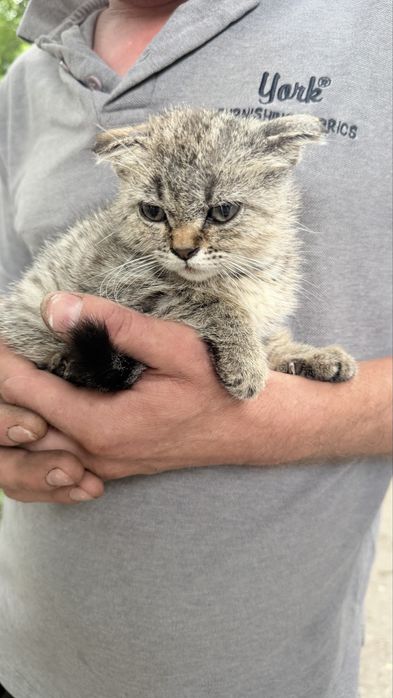 Котенок вислоушка