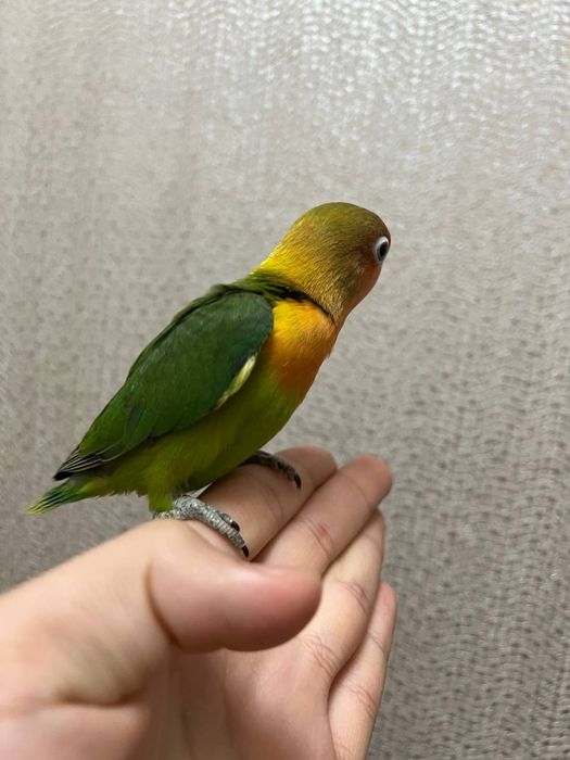 Ruchnoy popugay sotiladi