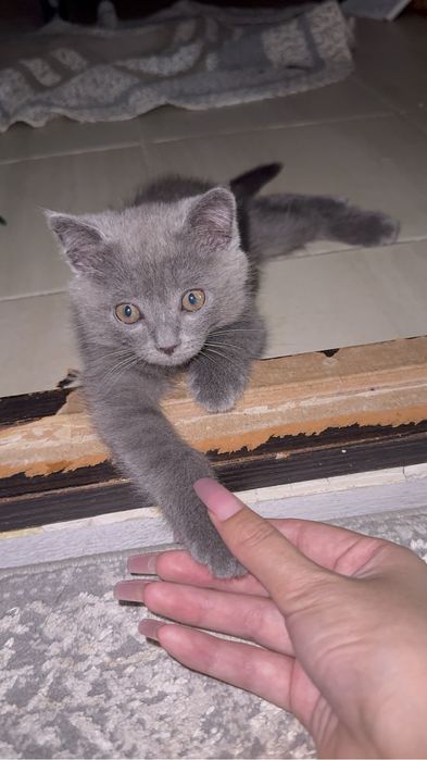 Шотландская выслоухо сатылады