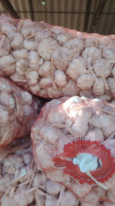 ЧЕСНОК оптовая продажа