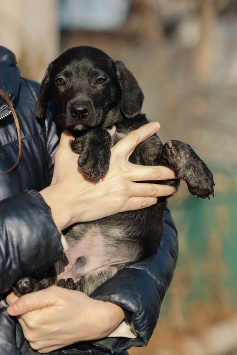 Щенки в поиске дома