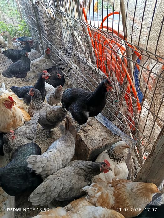 Pui de austrolorp și brahma