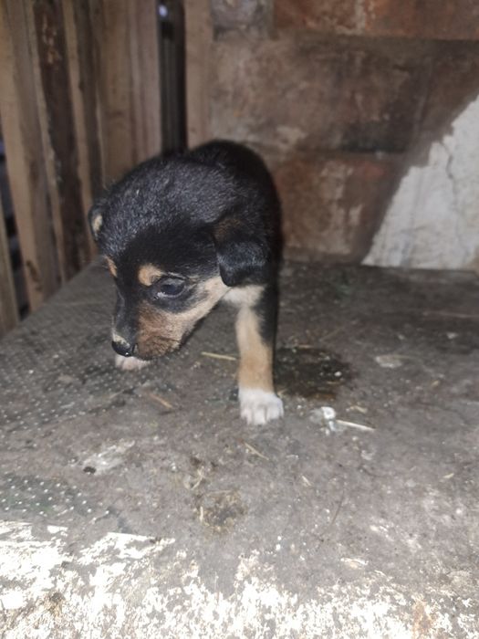 Щеночки в добрые руки