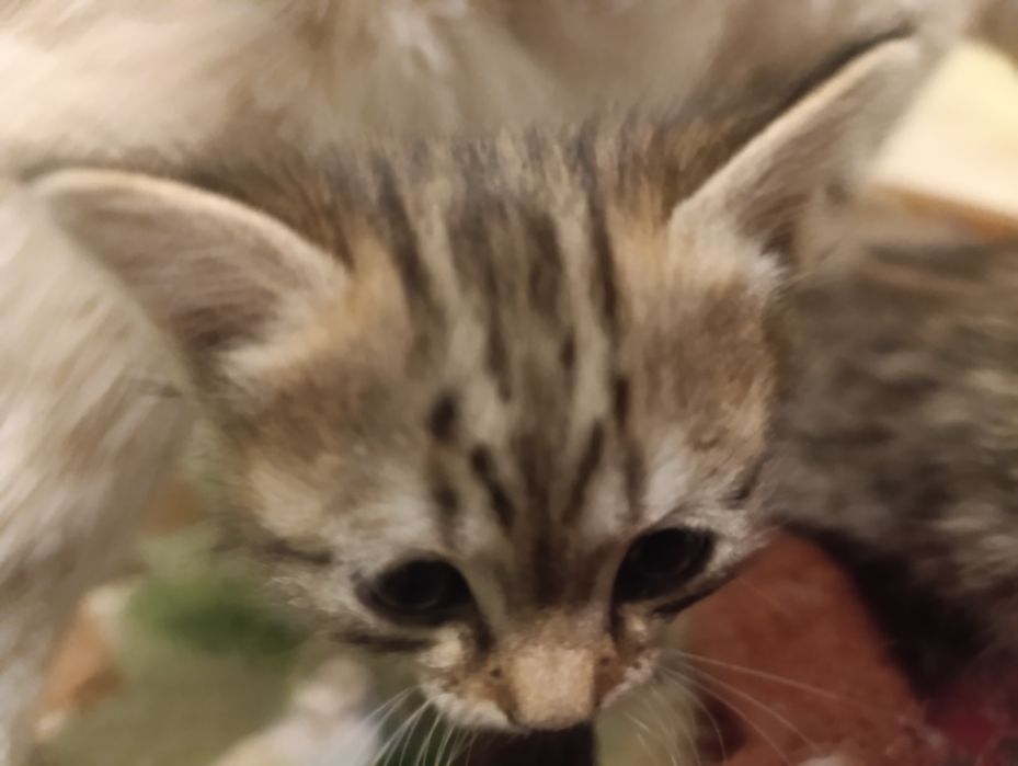 Отдам даром Котята