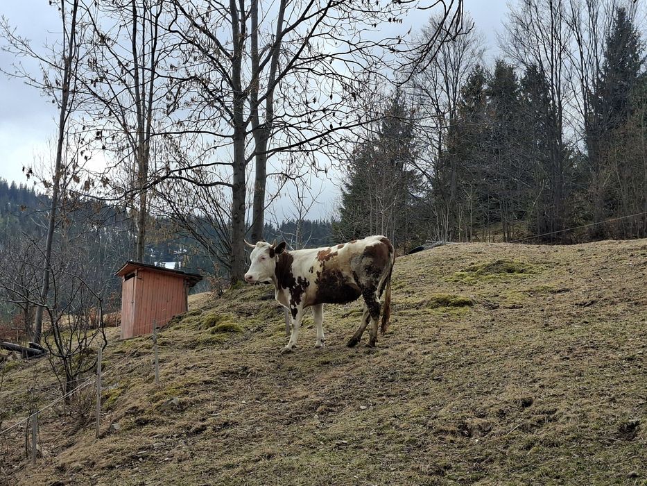 Vaci de vanzare baltata romaneasca