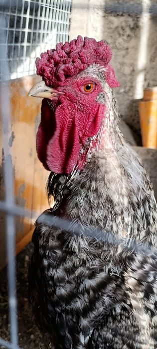 Красивый петушок!