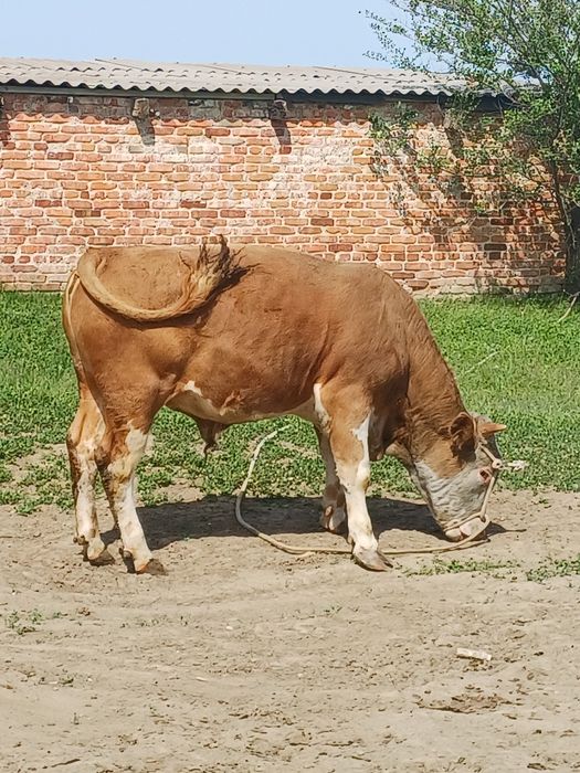 Продам бычка, 1 год (сосовый). За ценой в личку.