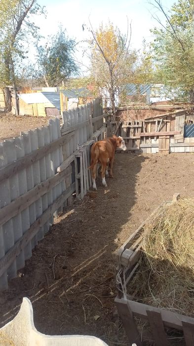 Бұқашық 8 айлық.Бычок 8 месяцев.,