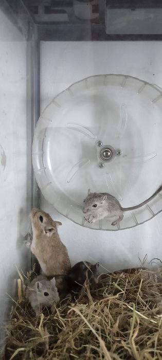 Монгольская песчанка (белочка)