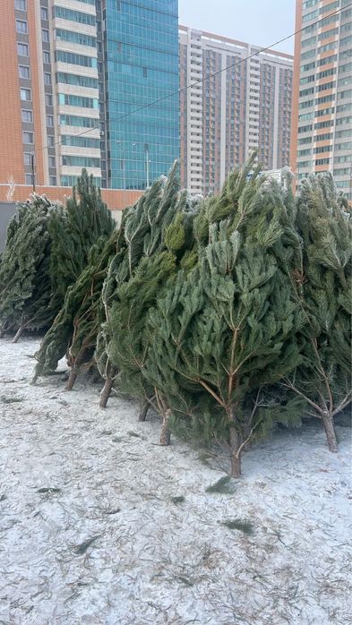 Живые ёлочки.