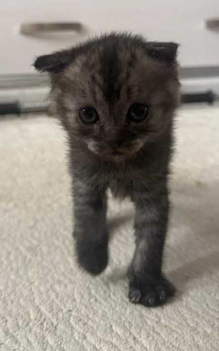 Продам шотландских котят