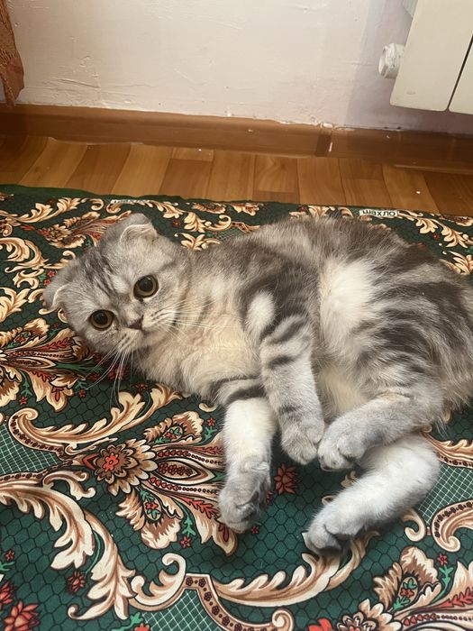 Шотландская кошка виславуха