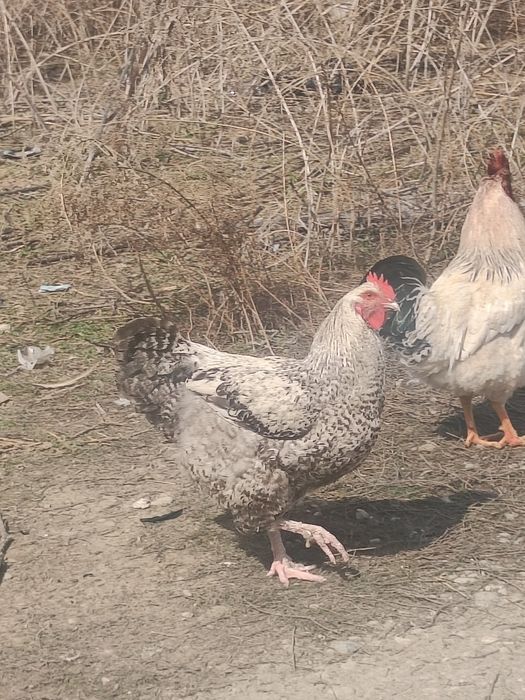 Продам домашних петушков возраст около года,