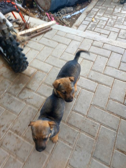 Щенки помесь яктерьера