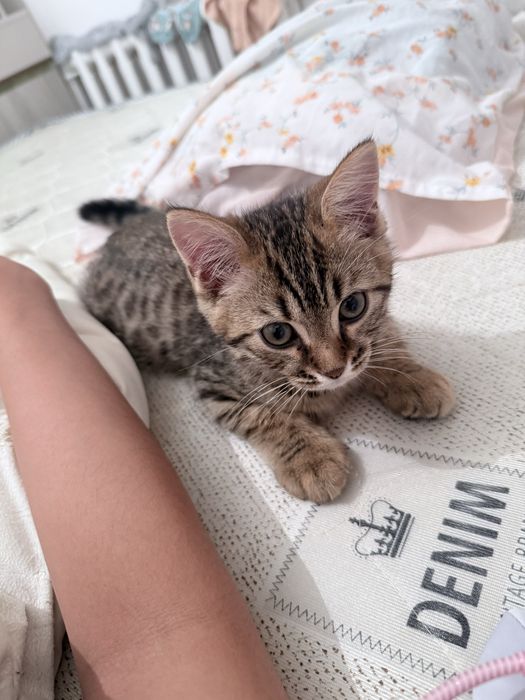 Еркек мысык сатылады