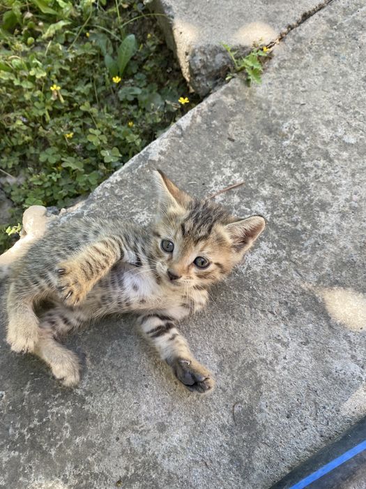 Бесплатно котята