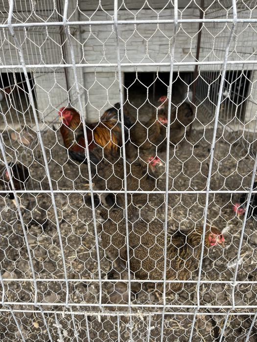 Vând păsări rasă pură Brahma Potârnichiu