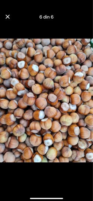 Alune padure numai bune la copii