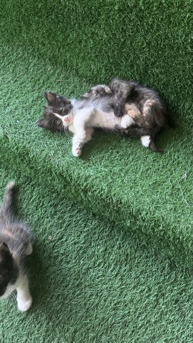Котята бесплатно