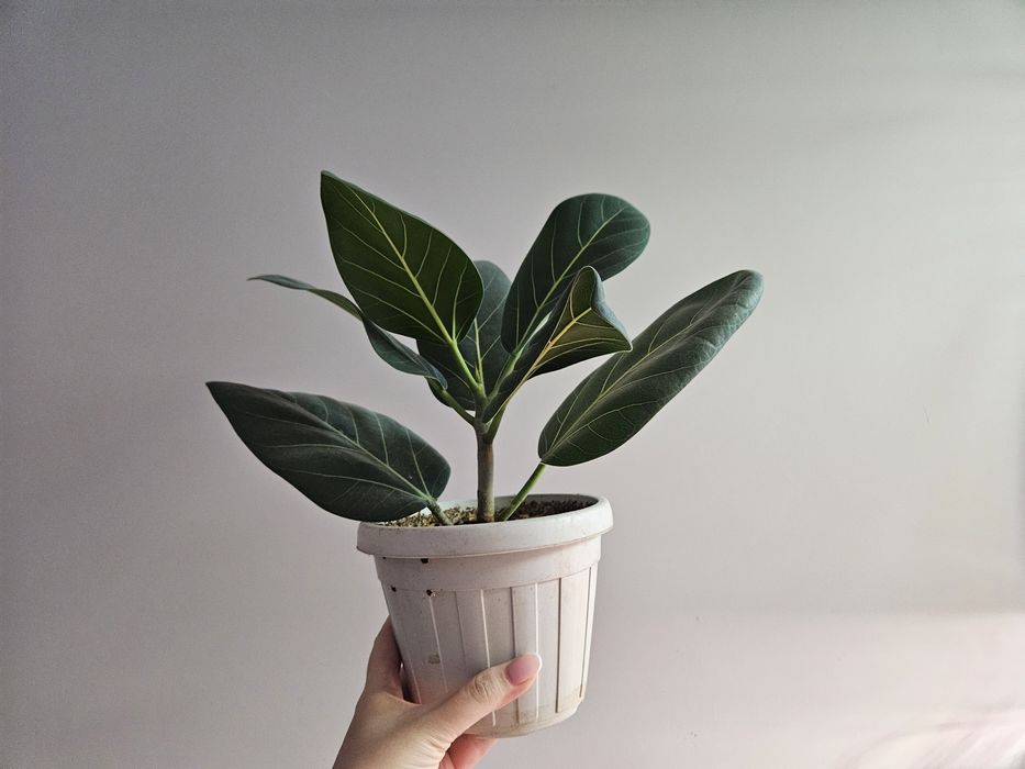 Фикус бенгальский 2000 тг