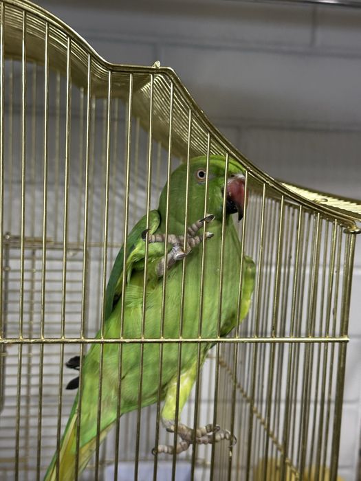 Ожиреловый попугай