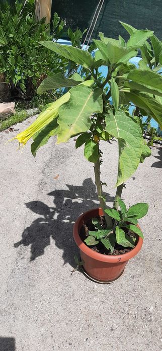 Бругманзия-Ангелски тромпет, в саксия.