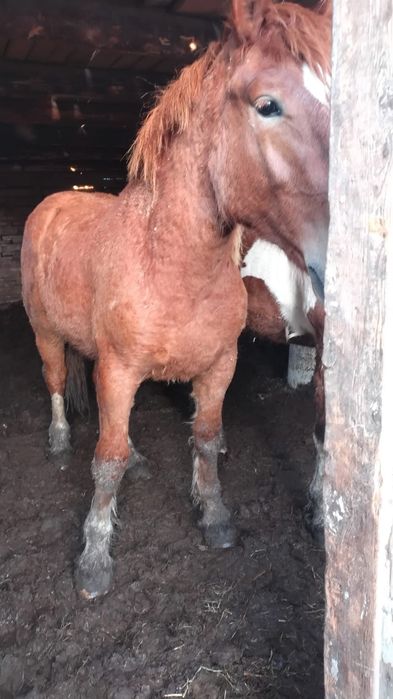 Жеребцы тяжеловозы