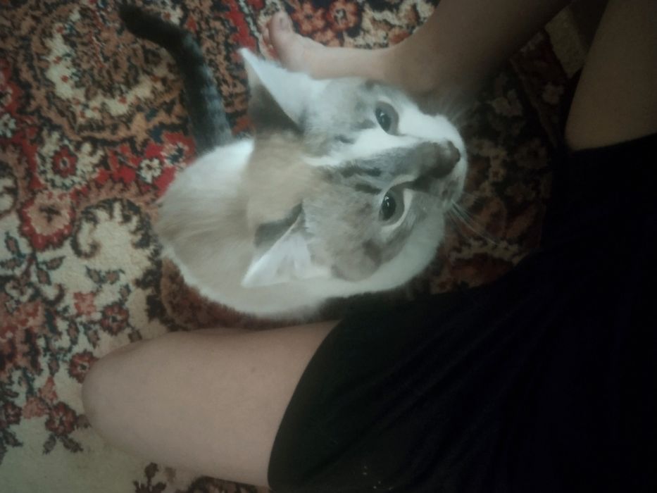 Кот обычный 3-цветный