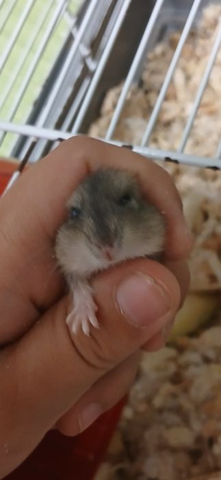 Ofertă! 2 hamsteri 50 lei!