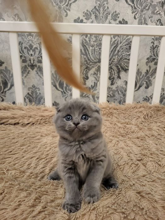 Скоттиш Фолд.  Голубой Окрас.
