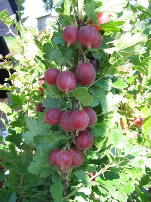 Arbuști Fructiferi (Agris Roșu)