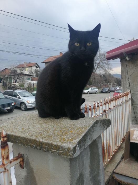 Подаряват се котета