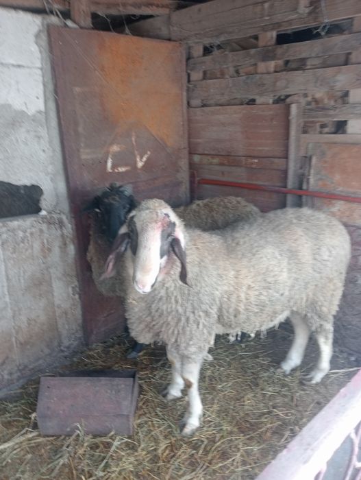 VBerbec de prasila sau la schimb cu două oi