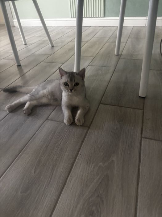 Кошка британский 6 мес