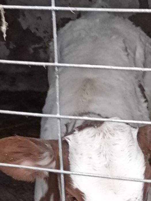 Vând un tăuraș și o vitea